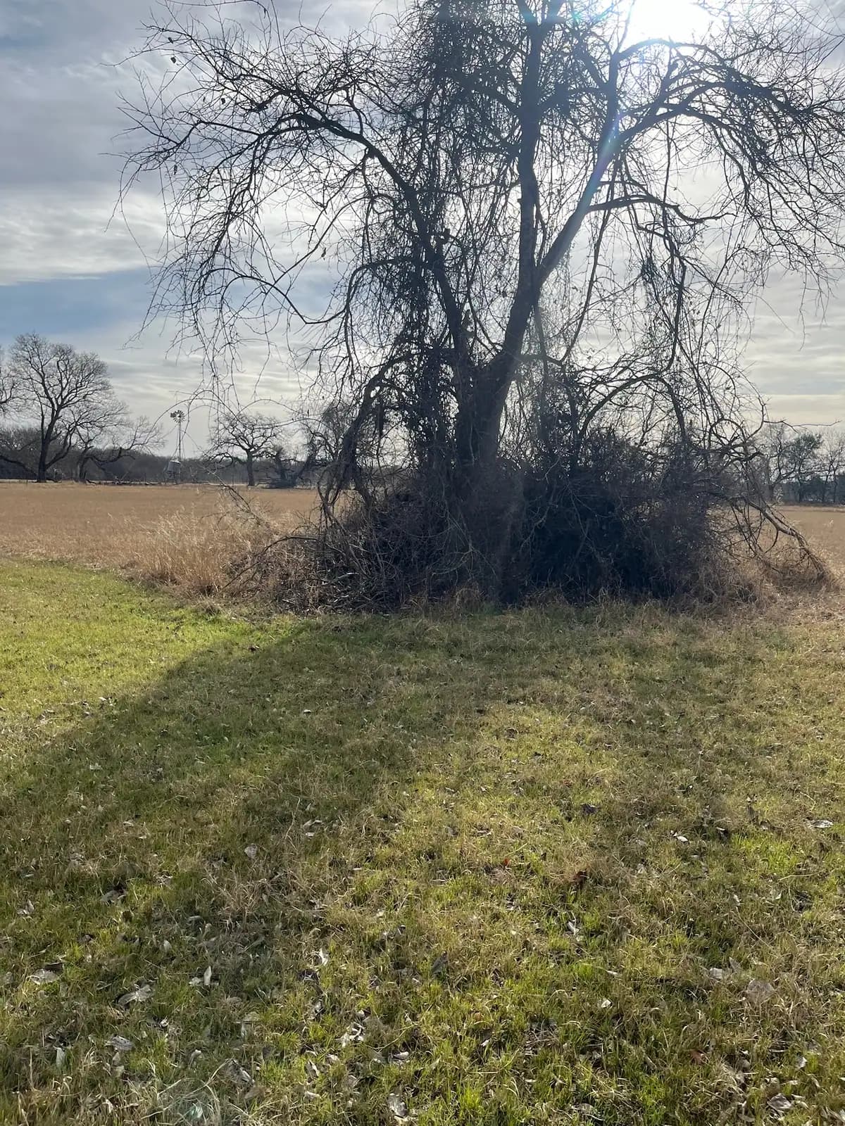 Open field mowed to the tree line by Black Knuckle Land Management near Granbury, TX