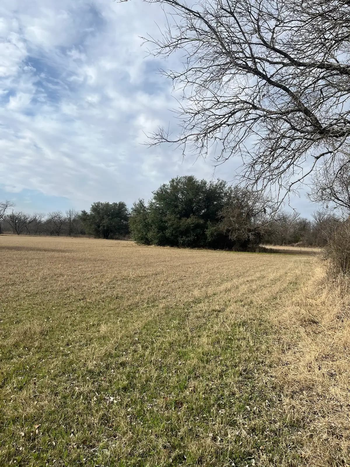 Open field mowed to the tree line by Black Knuckle Land Management near Granbury, TX