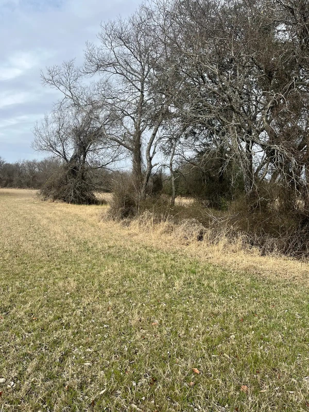 Open field mowed to the tree line by Black Knuckle Land Management near Granbury, TX