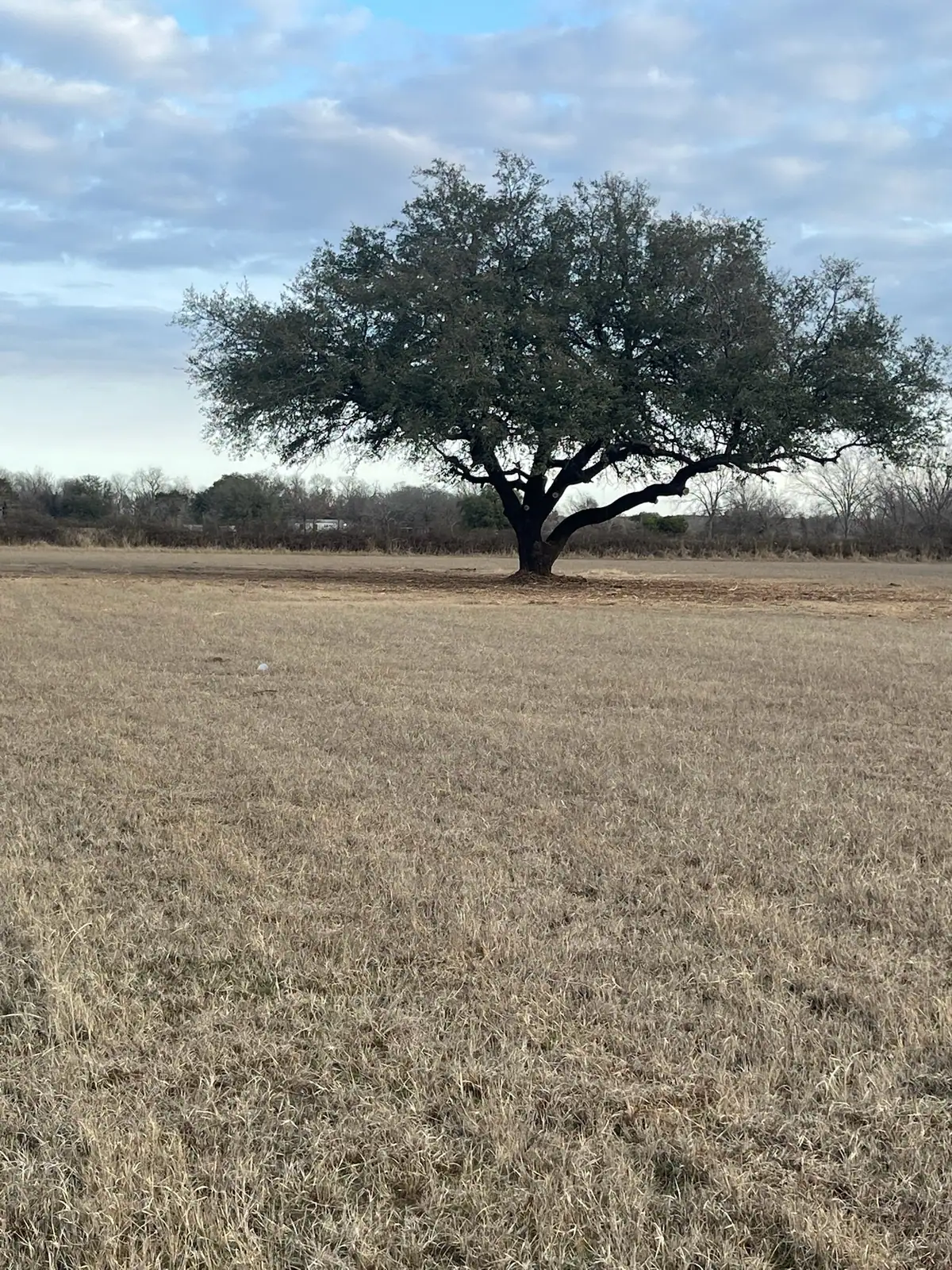Open pasture with mature oaks after brush hog mowing near Granbury, TX