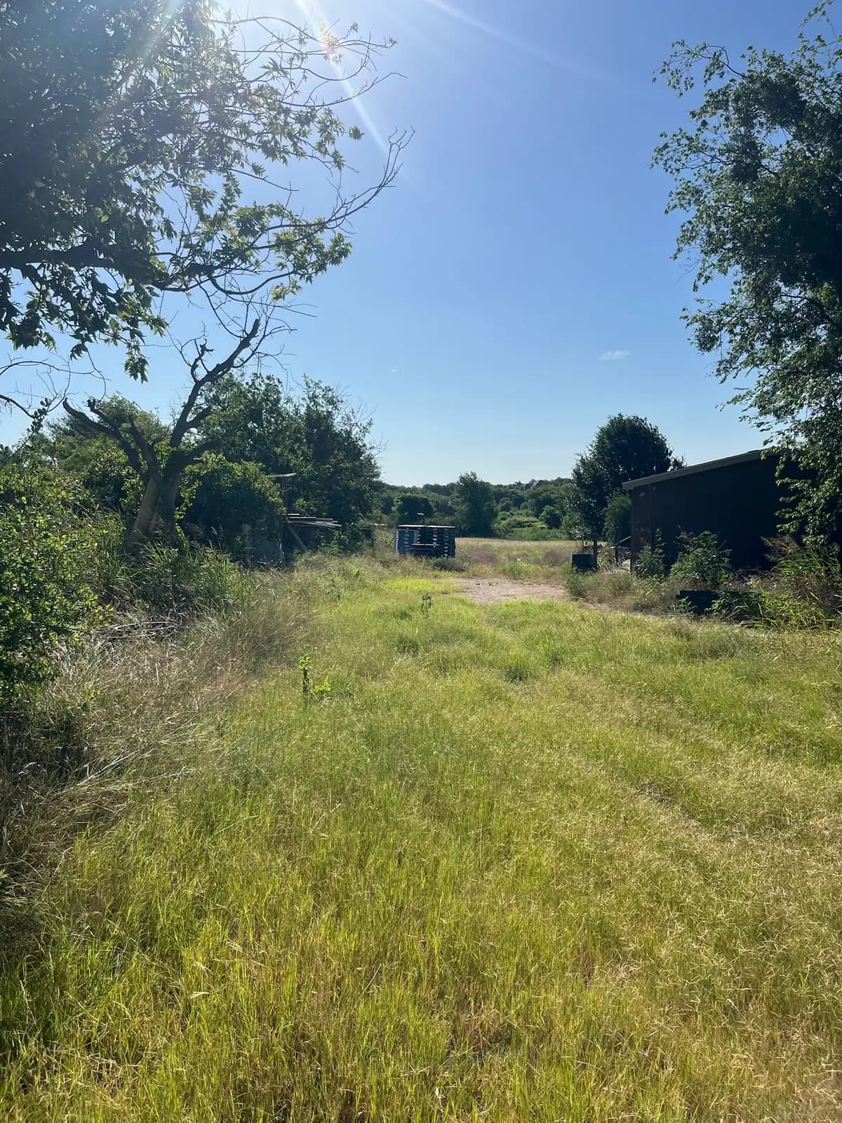 Tall summer grass and weeds before brush hog mowing, seen from the tractor near Granbury, TX