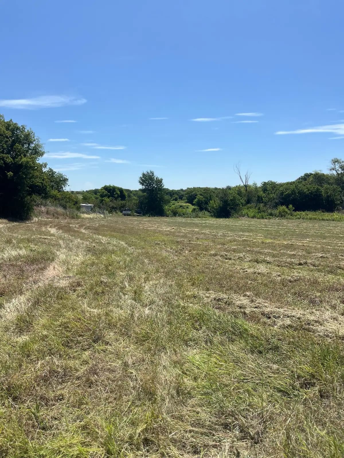 Tall summer grass and weeds before brush hog mowing, seen from the tractor near Granbury, TX