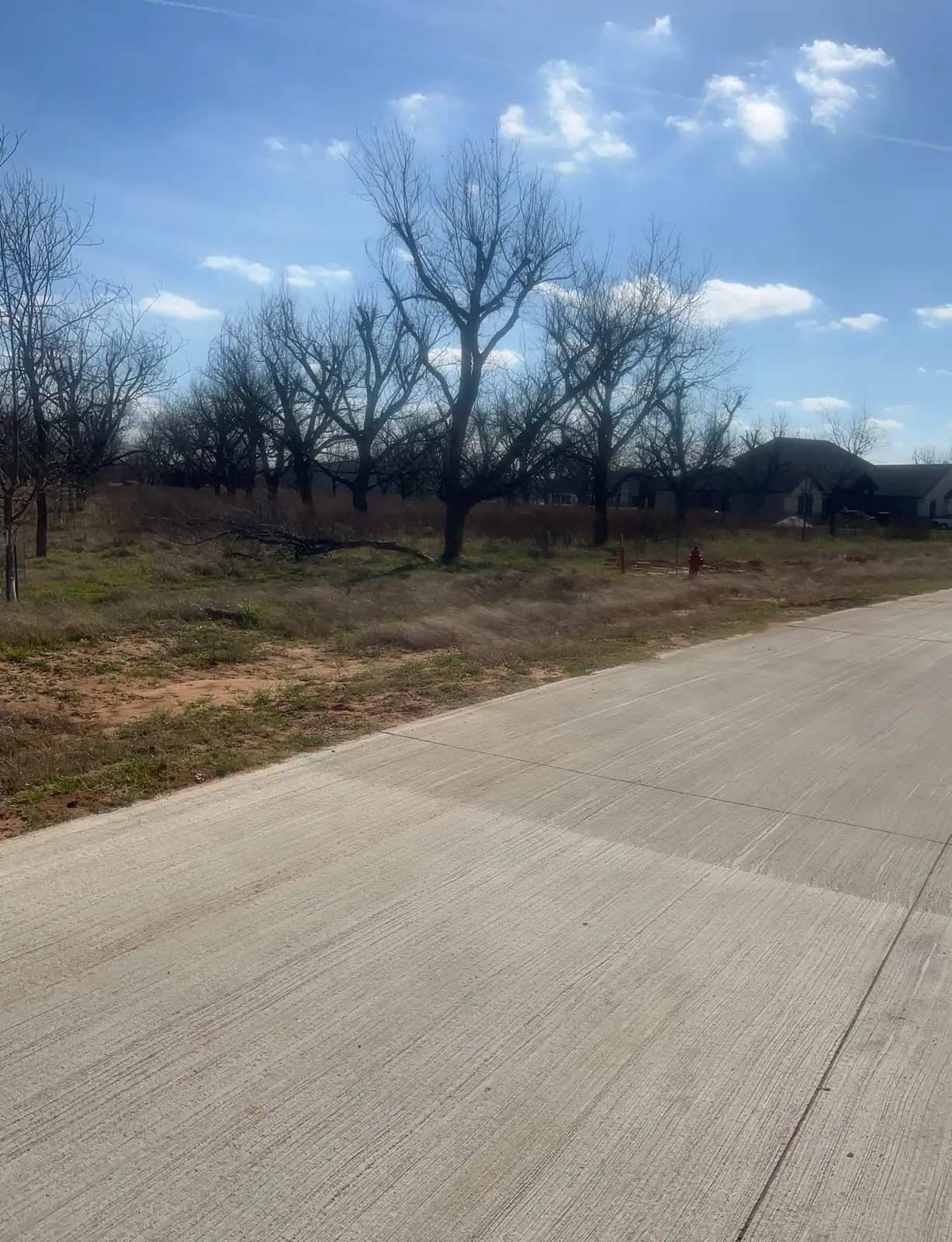 Driveway and road edge through a pecan orchard maintained by Black Knuckle Land Management near Granbury, TX