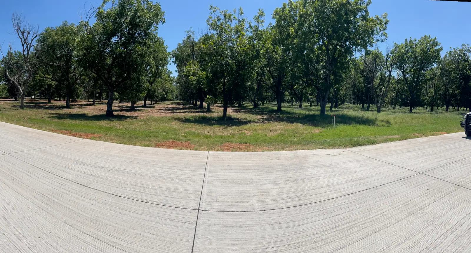 Driveway and road edge through a pecan orchard maintained by Black Knuckle Land Management near Granbury, TX