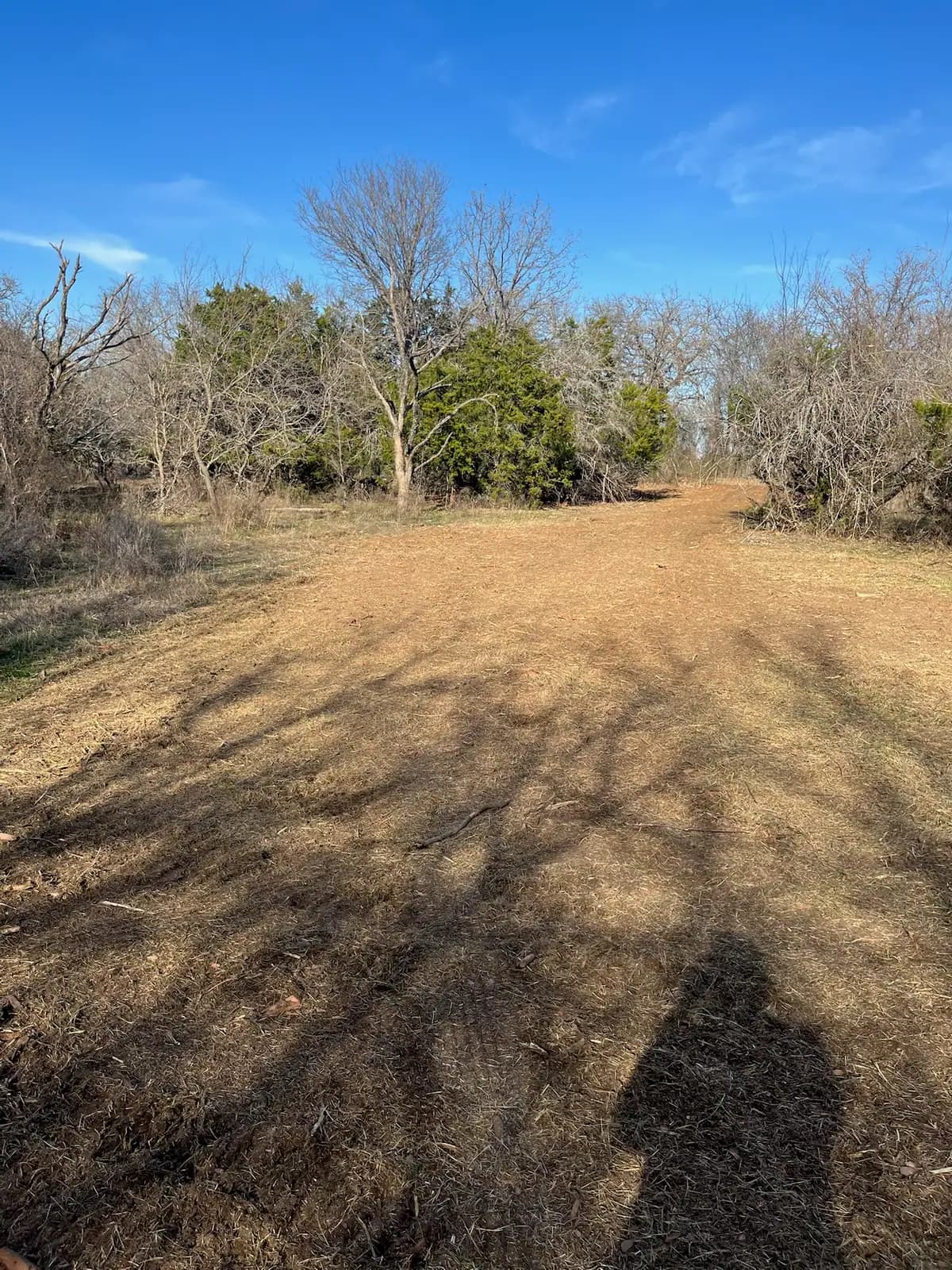 Forestry mulching results on a Granbury, TX lot: brush ground to open, walkable ground under the trees