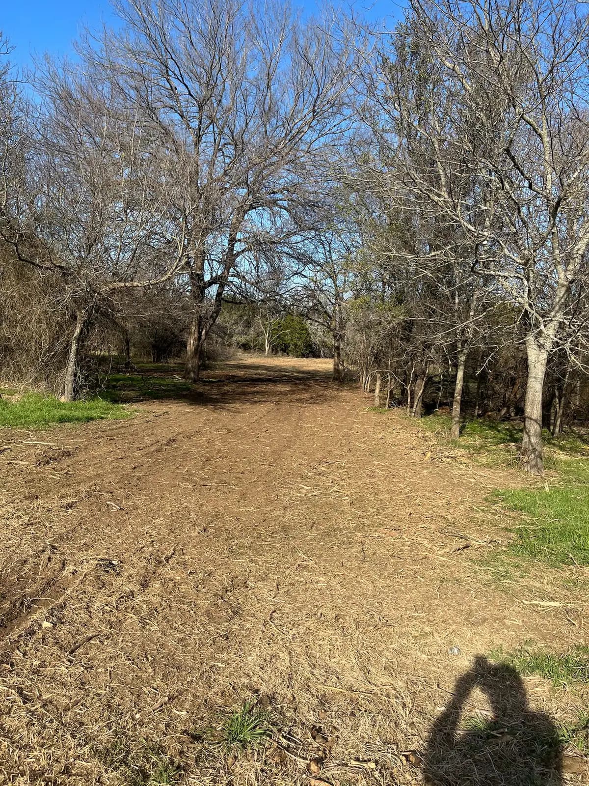 Forestry mulching results on a Granbury, TX lot: brush ground to open, walkable ground under the trees