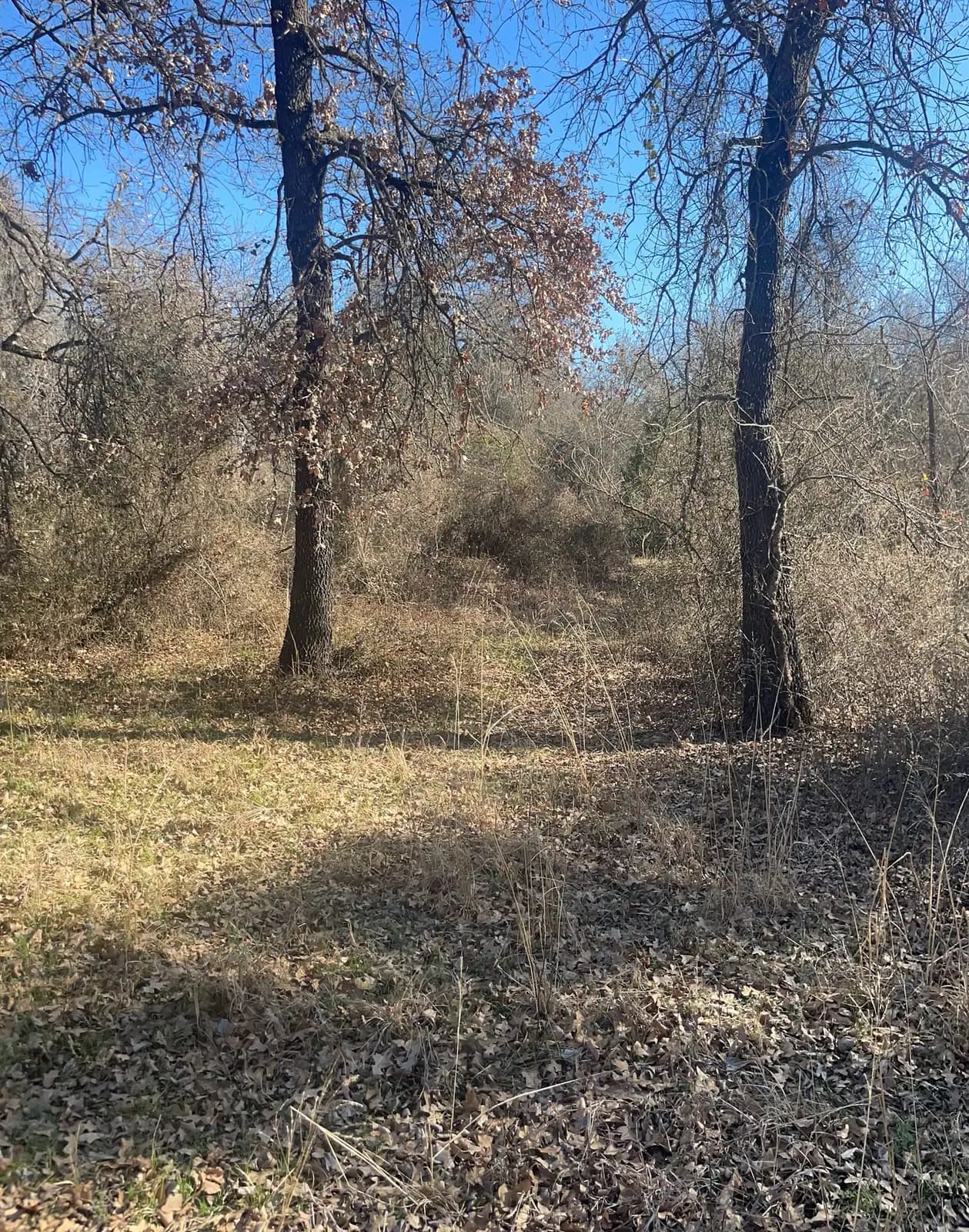 Forestry mulching results on a Granbury, TX lot: brush ground to open, walkable ground under the trees