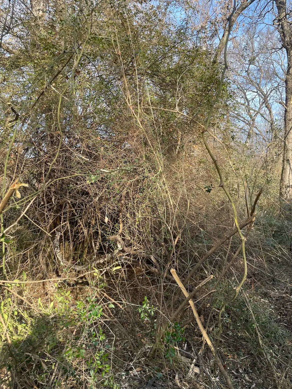 Dense cedar and brush before forestry mulching on a Hood County, TX property
