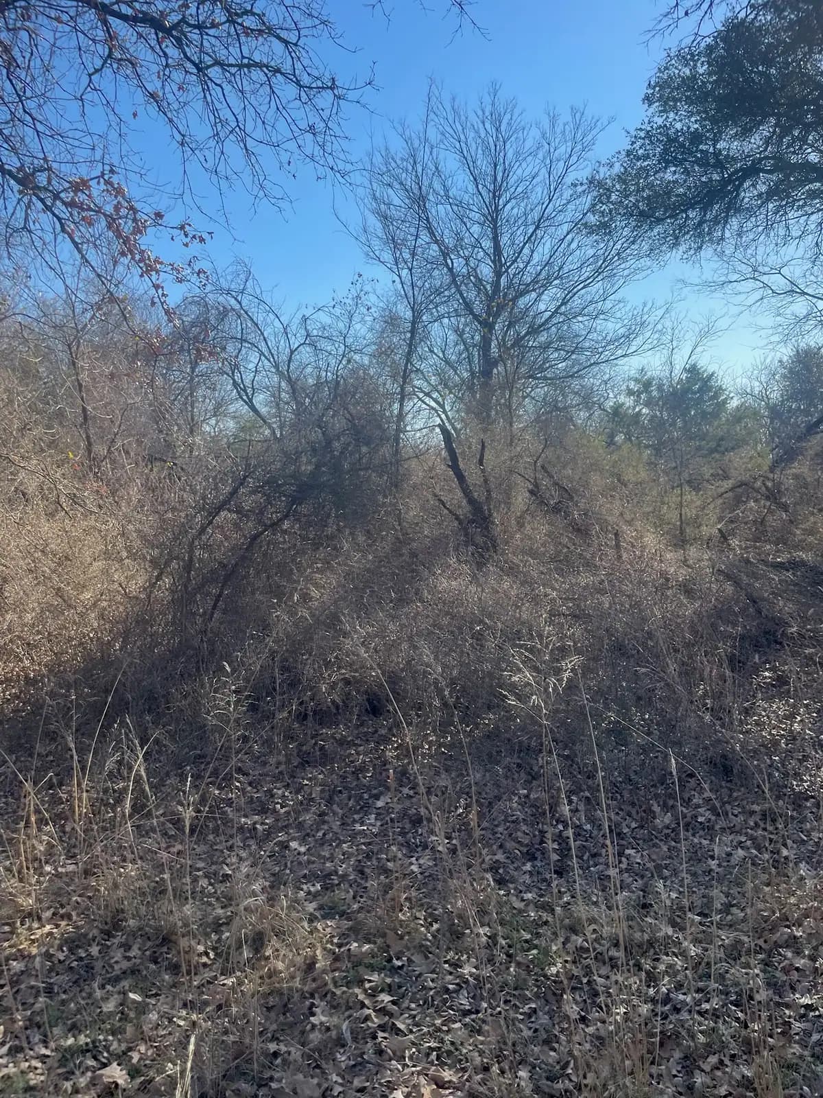 Dense cedar and brush before forestry mulching on a Hood County, TX property