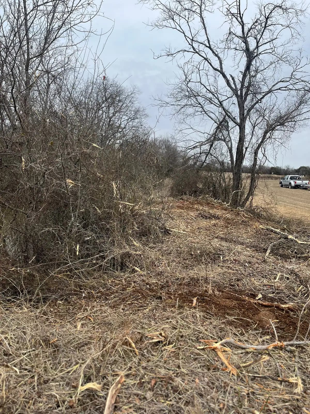 Dense cedar and brush before forestry mulching on a Hood County, TX property