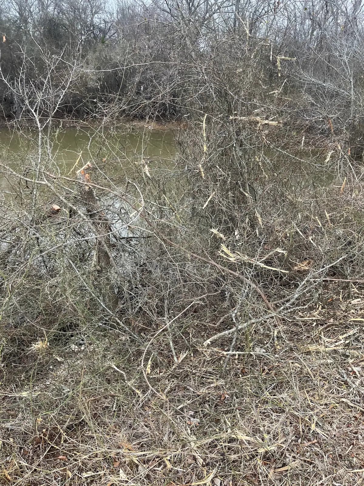 Dense cedar and brush before forestry mulching on a Hood County, TX property