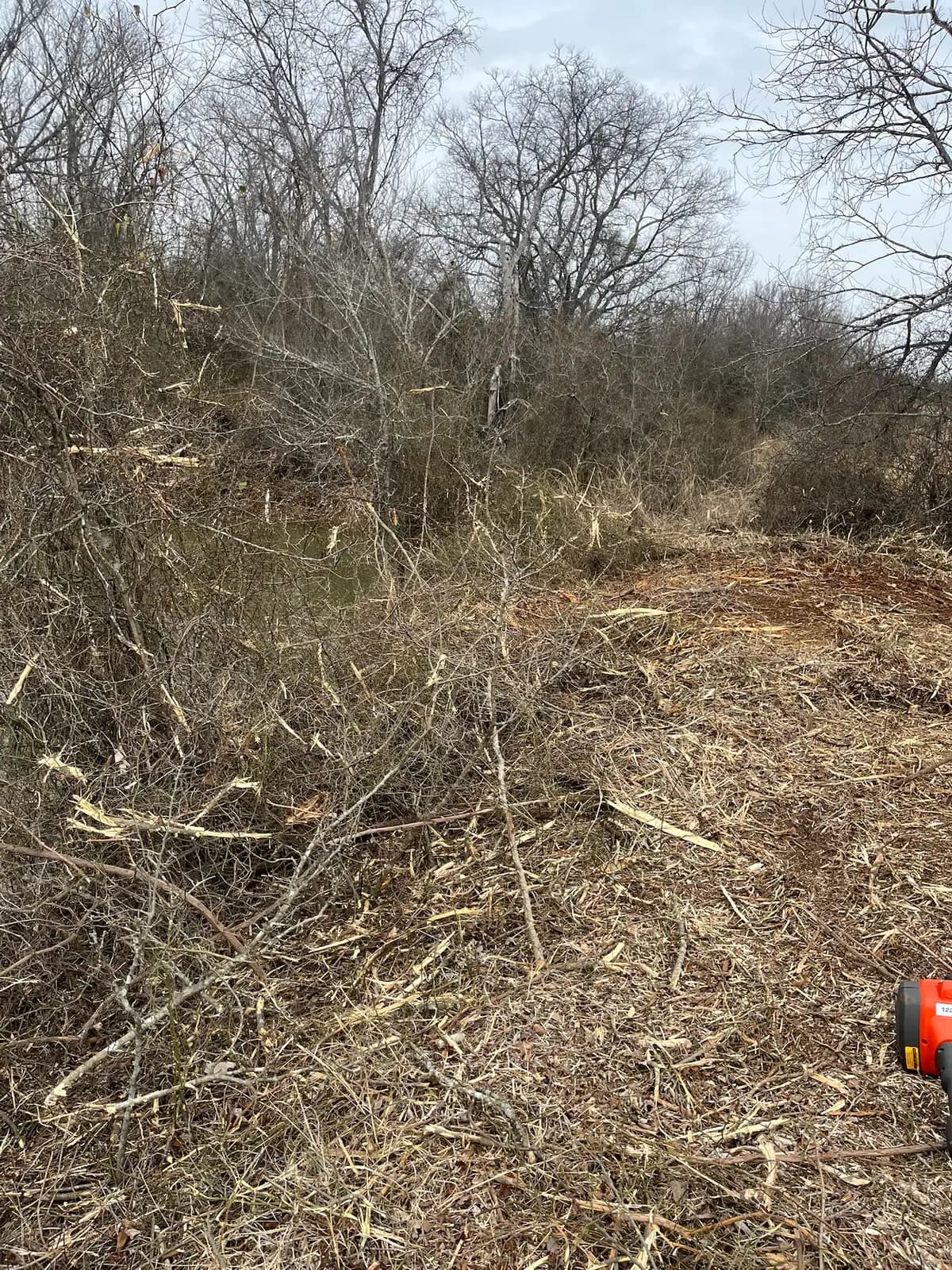 Dense cedar and brush before forestry mulching on a Hood County, TX property