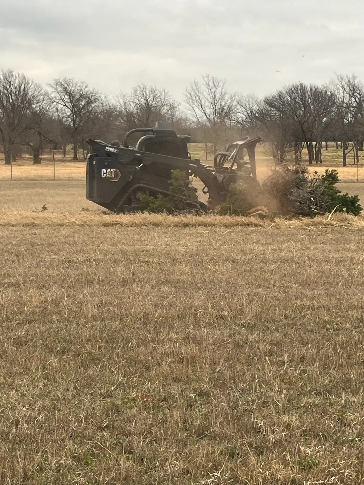 Skid steer forestry mulcher grinding brush in a Granbury, TX pasture