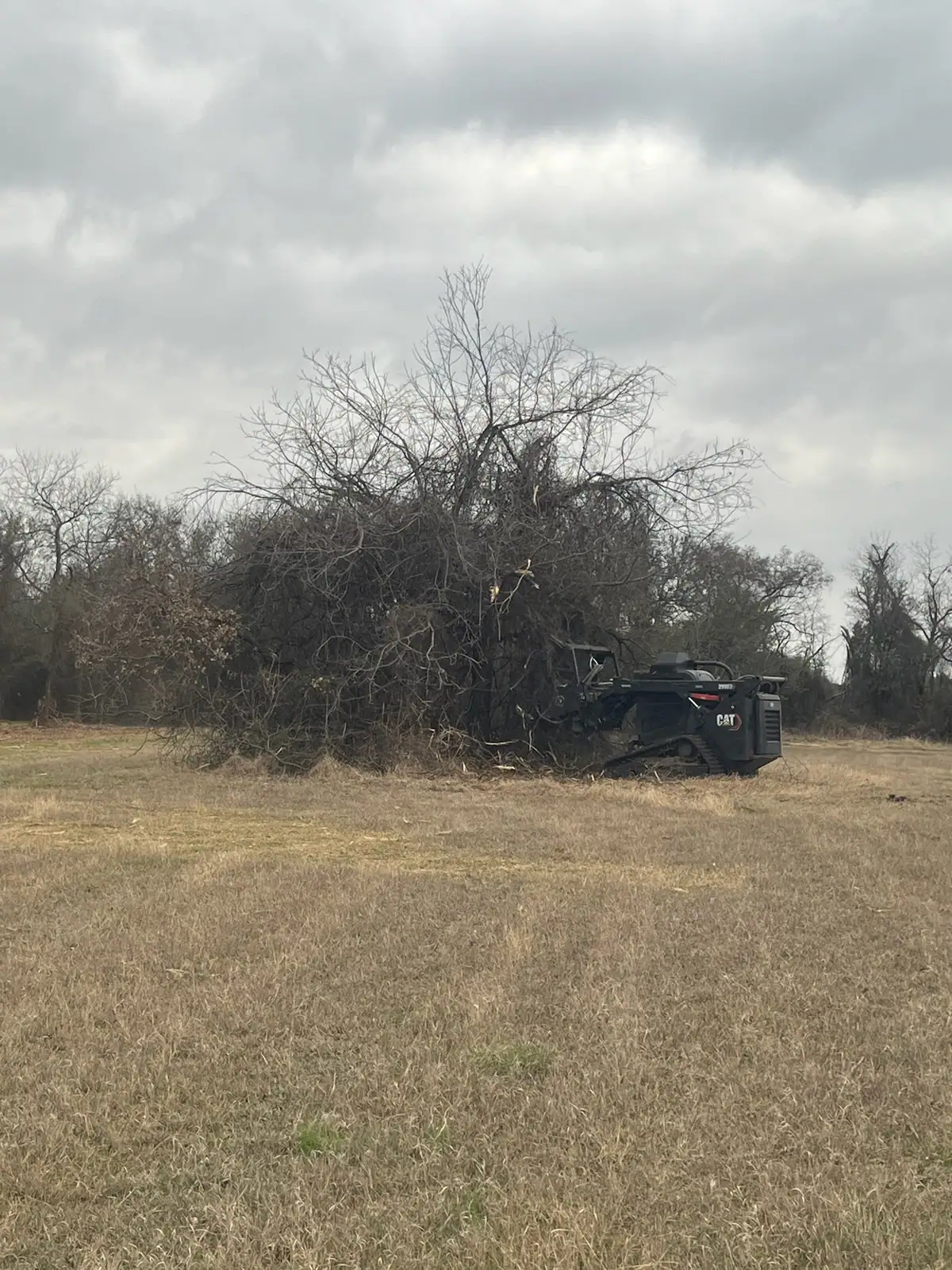 Skid steer forestry mulcher grinding brush in a Granbury, TX pasture