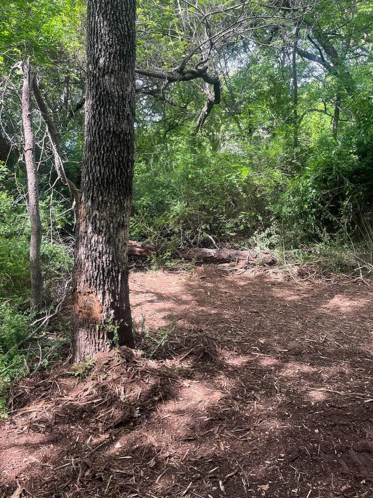 Summer forestry mulching results with fresh mulch on the ground in Hood County, TX