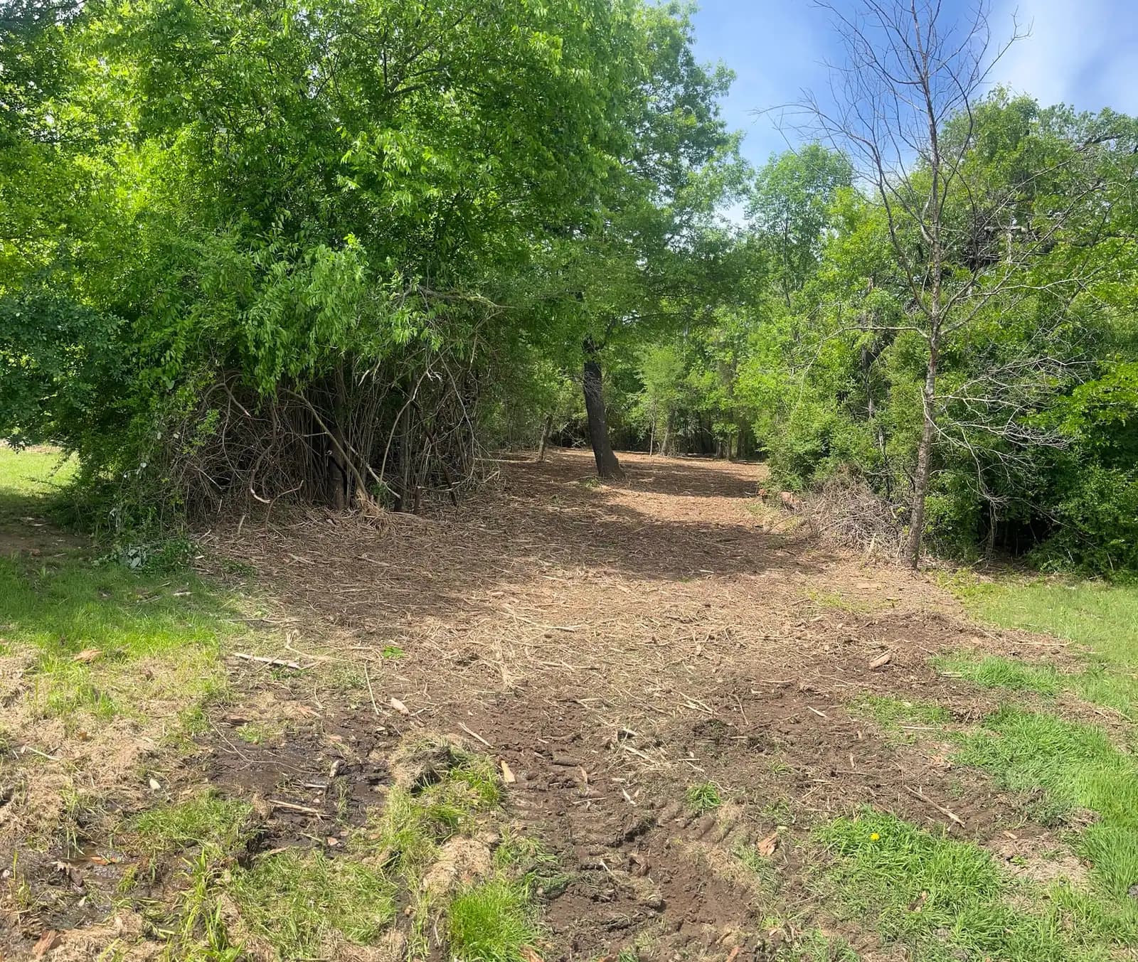 Summer forestry mulching results with fresh mulch on the ground in Hood County, TX