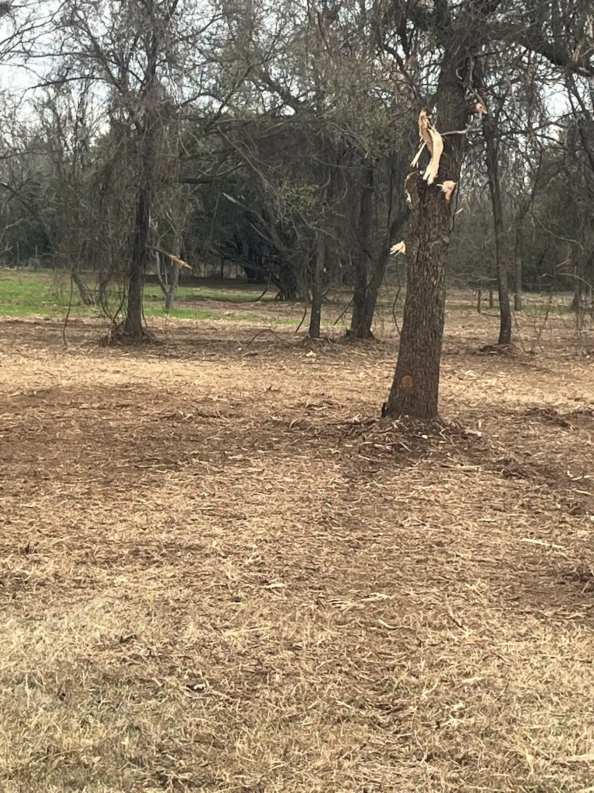 Woods after forestry mulching with the understory cleared on a Granbury, TX property