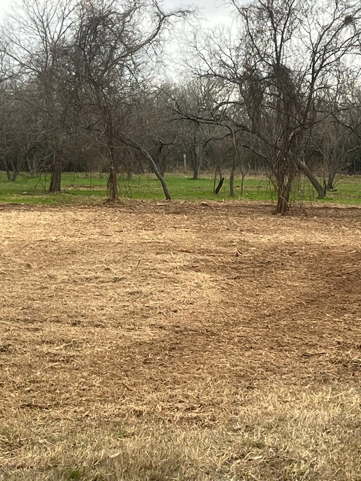 Woods after forestry mulching with the understory cleared on a Granbury, TX property