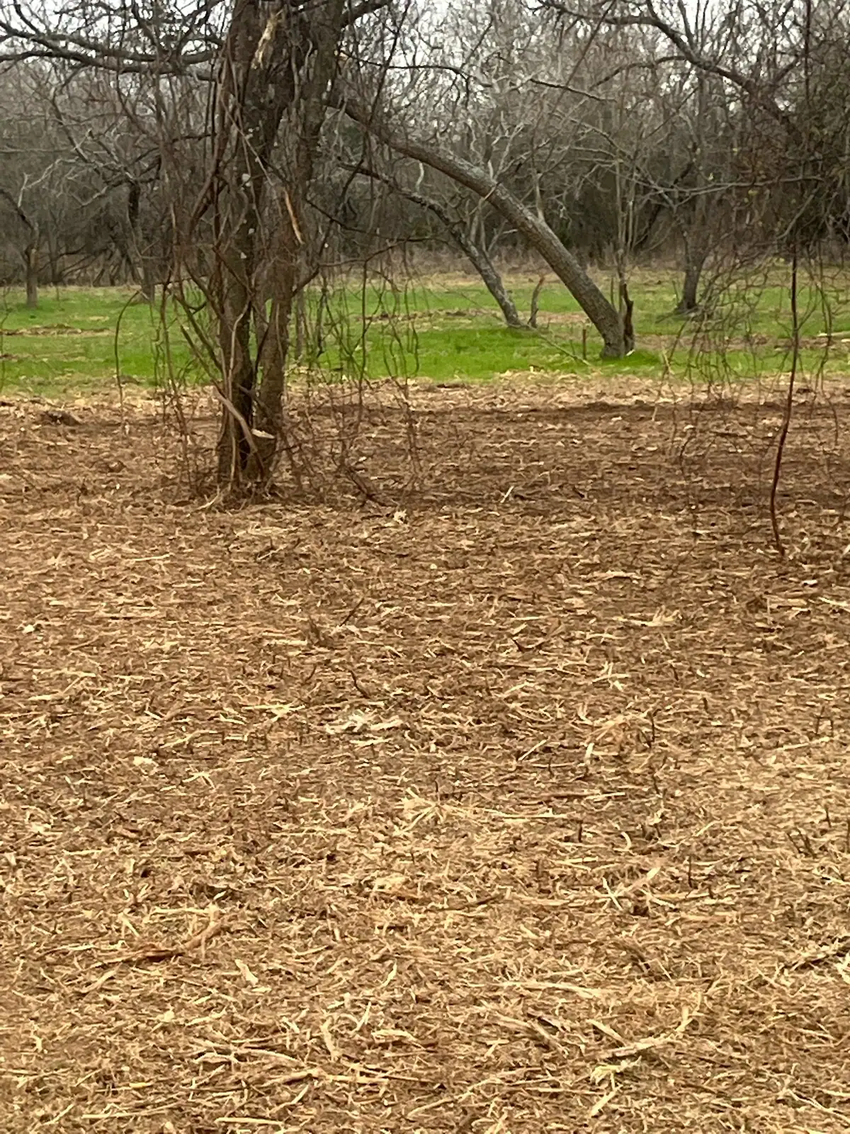 Woods after forestry mulching with the understory cleared on a Granbury, TX property