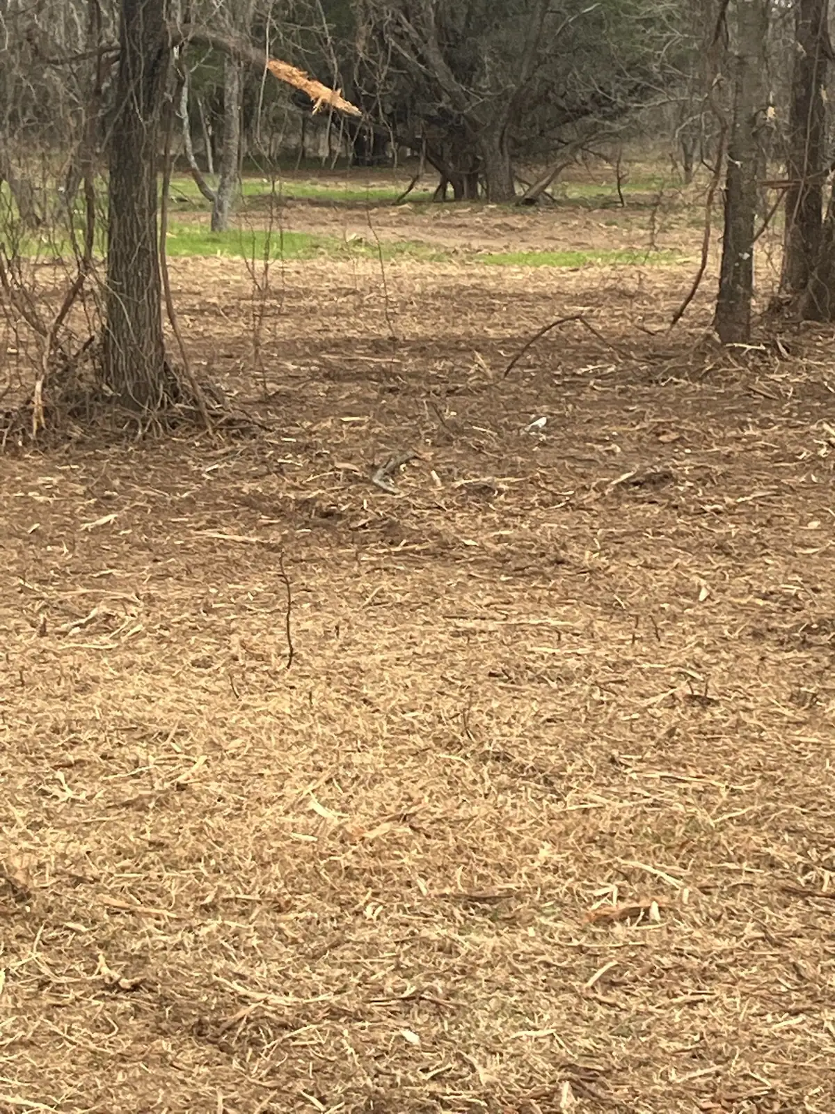 Woods after forestry mulching with the understory cleared on a Granbury, TX property