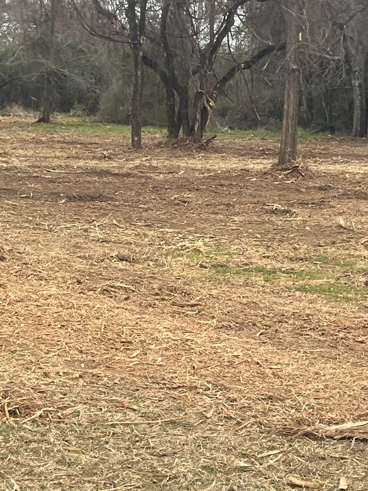Woods after forestry mulching with the understory cleared on a Granbury, TX property